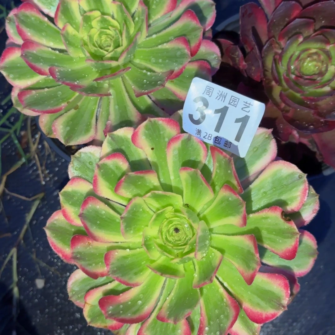 无花朵小套餐带盆土发货311