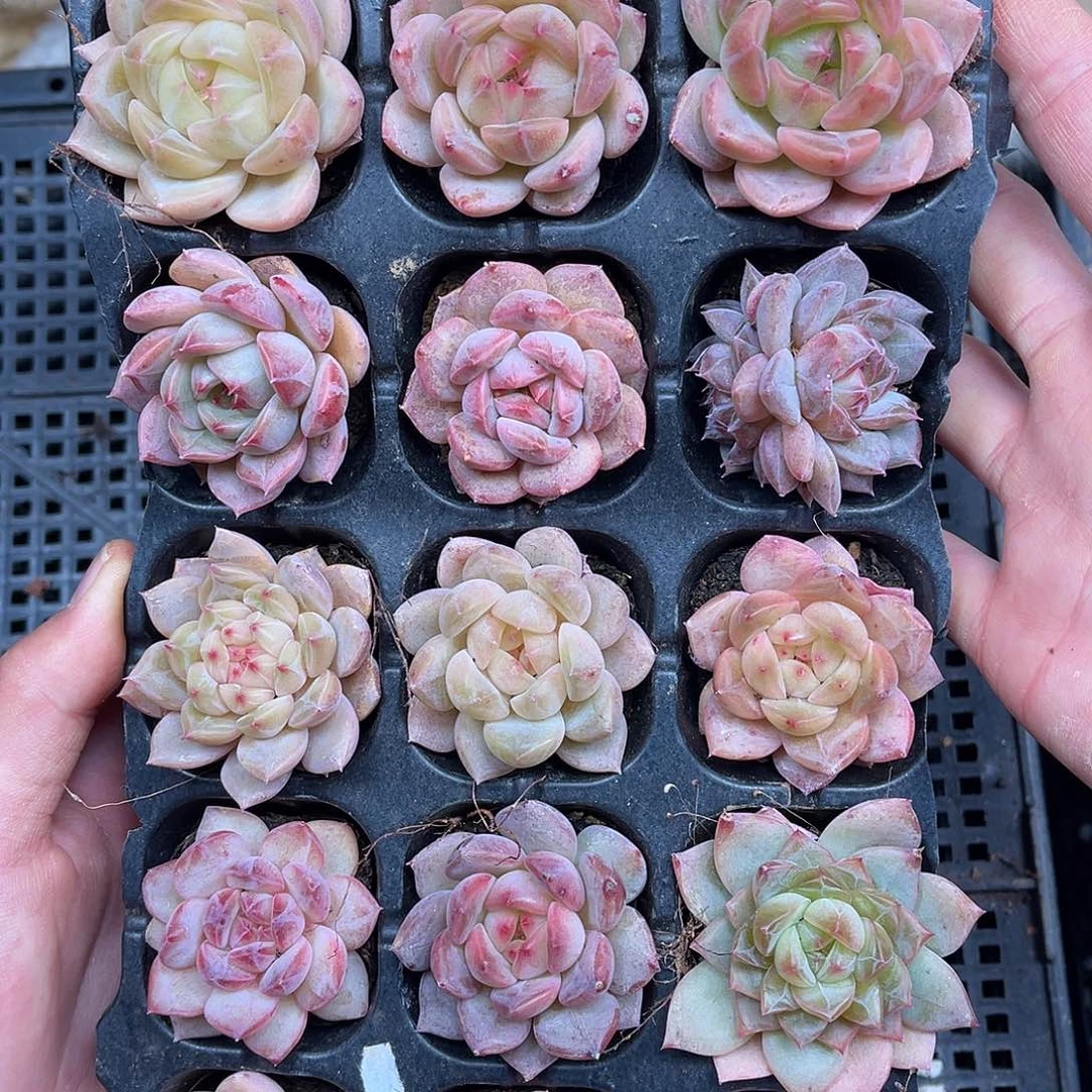 多肉一物一拍1-158