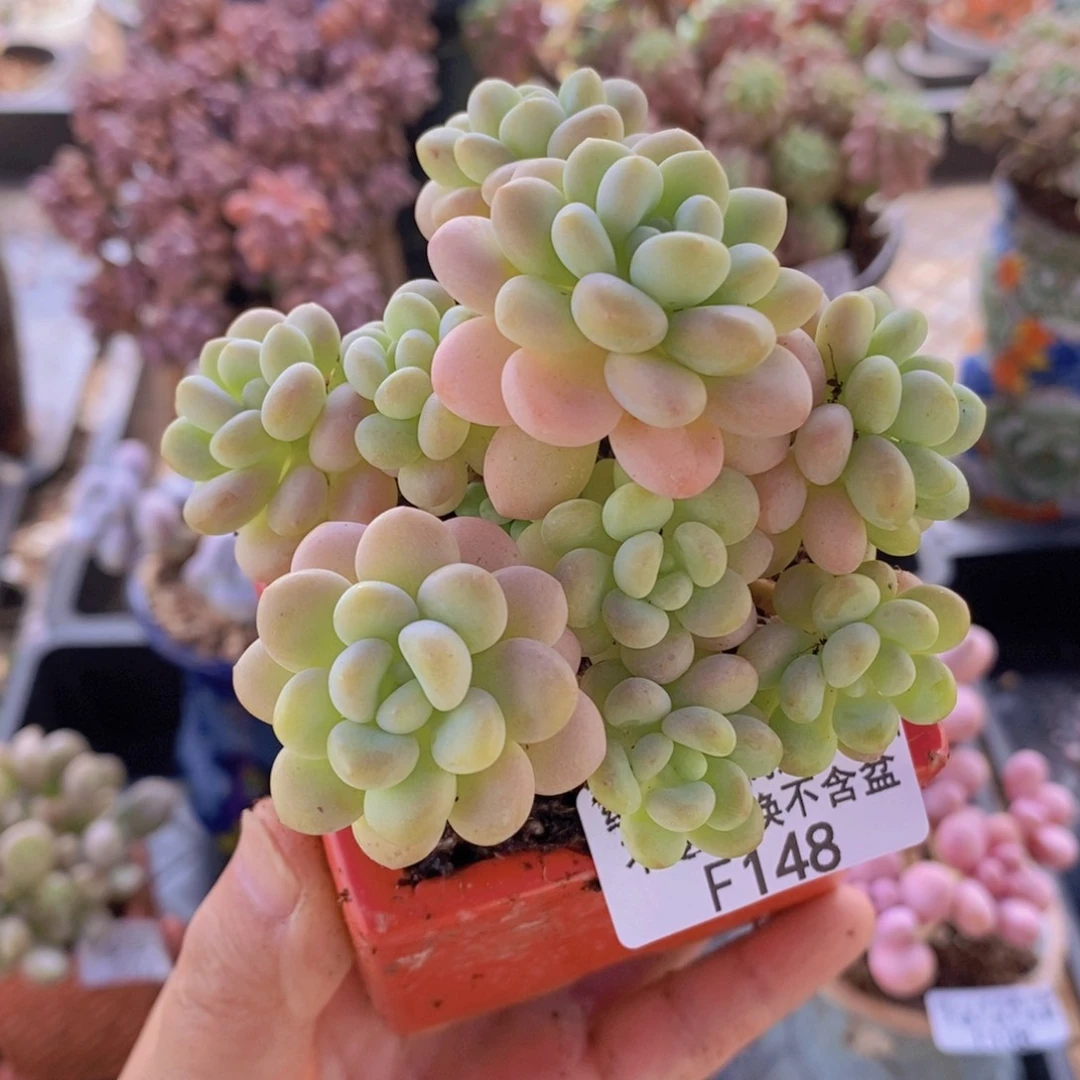 洛可可7cm148多肉植物