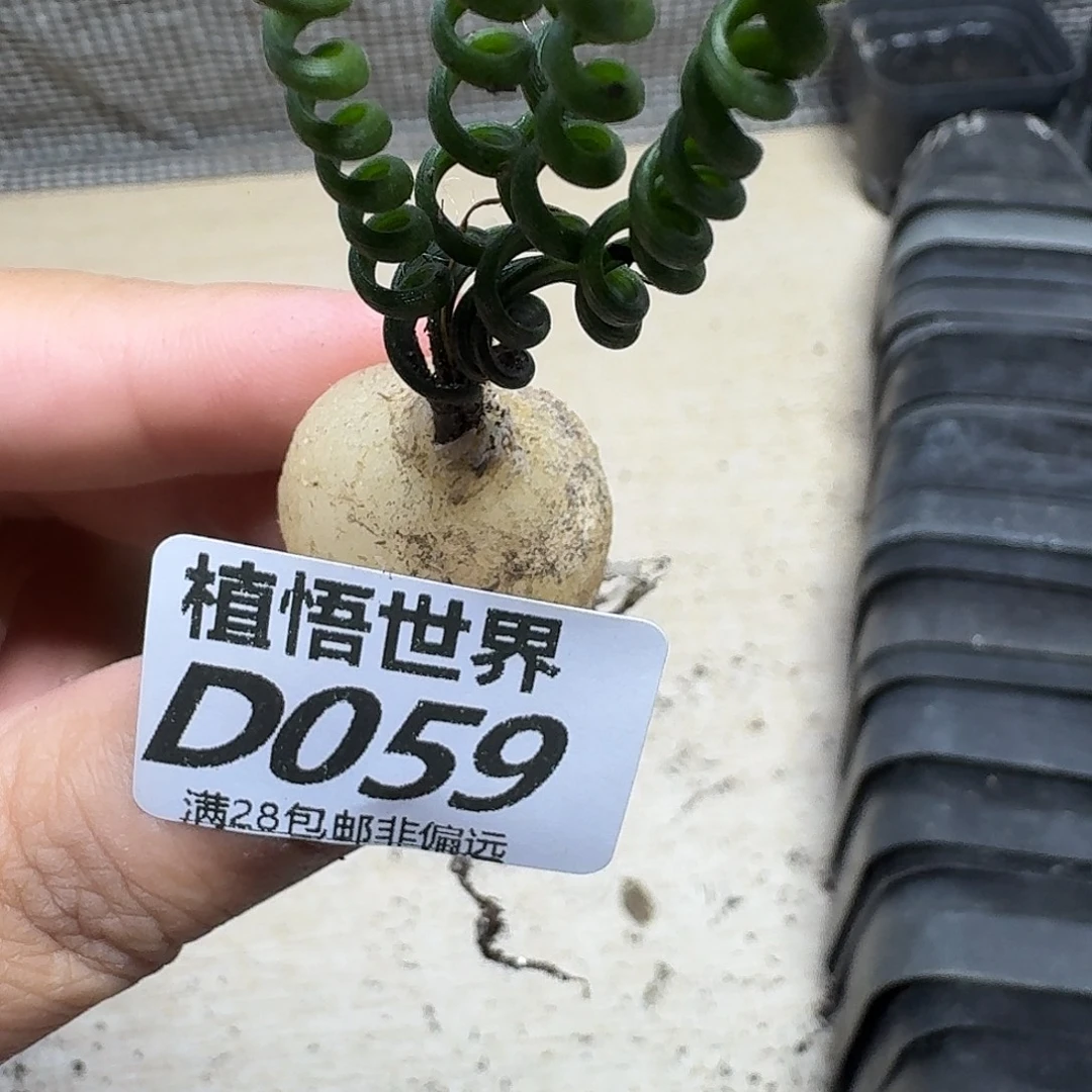 多肉植物的润泽fgb