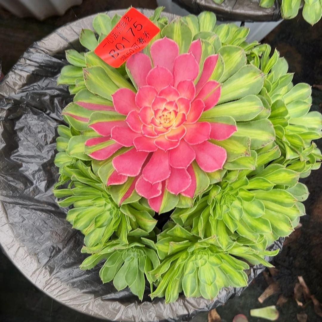 0175多肉植物知否