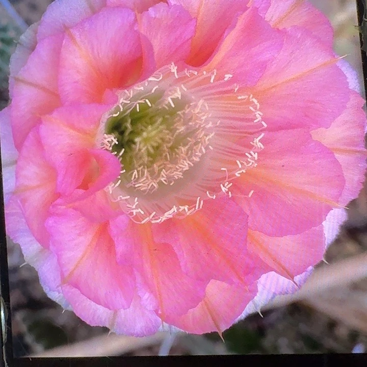嘟嘟粉侧芽5公分有点歪头