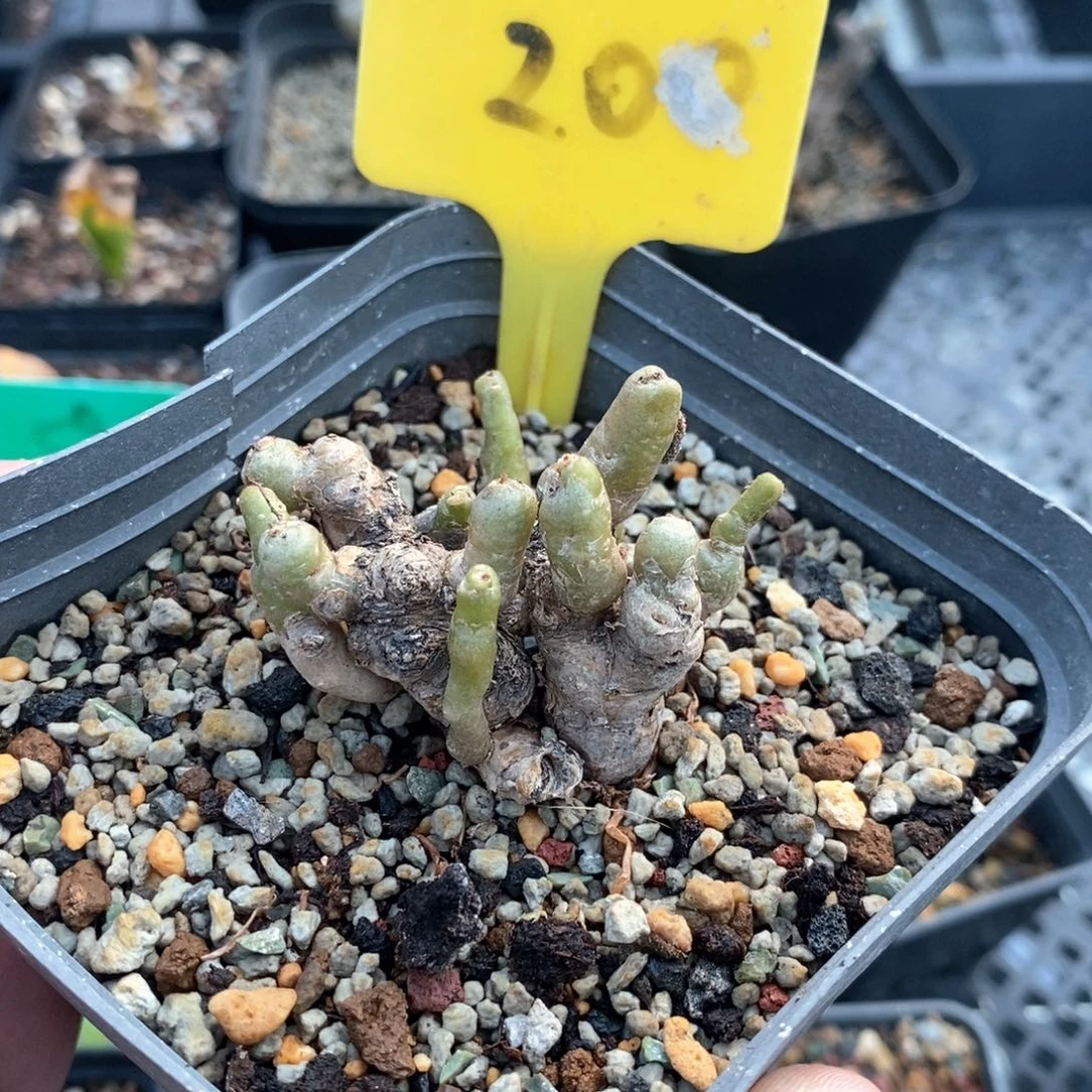 薛辉圣塔多肉植物