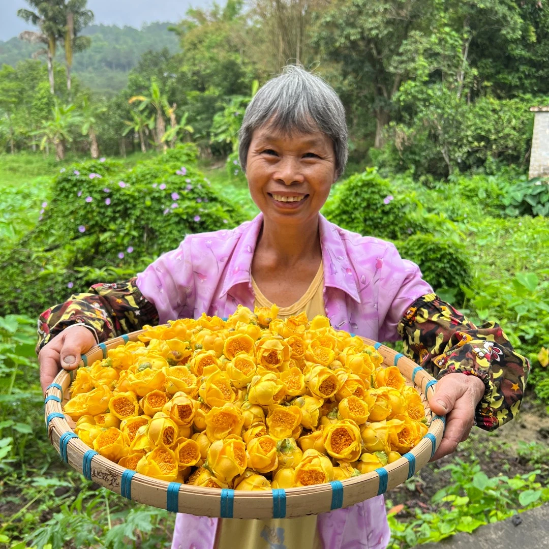 广西十万大山金花茶防城港金花茶冻干花康仔金花茶推荐包邮