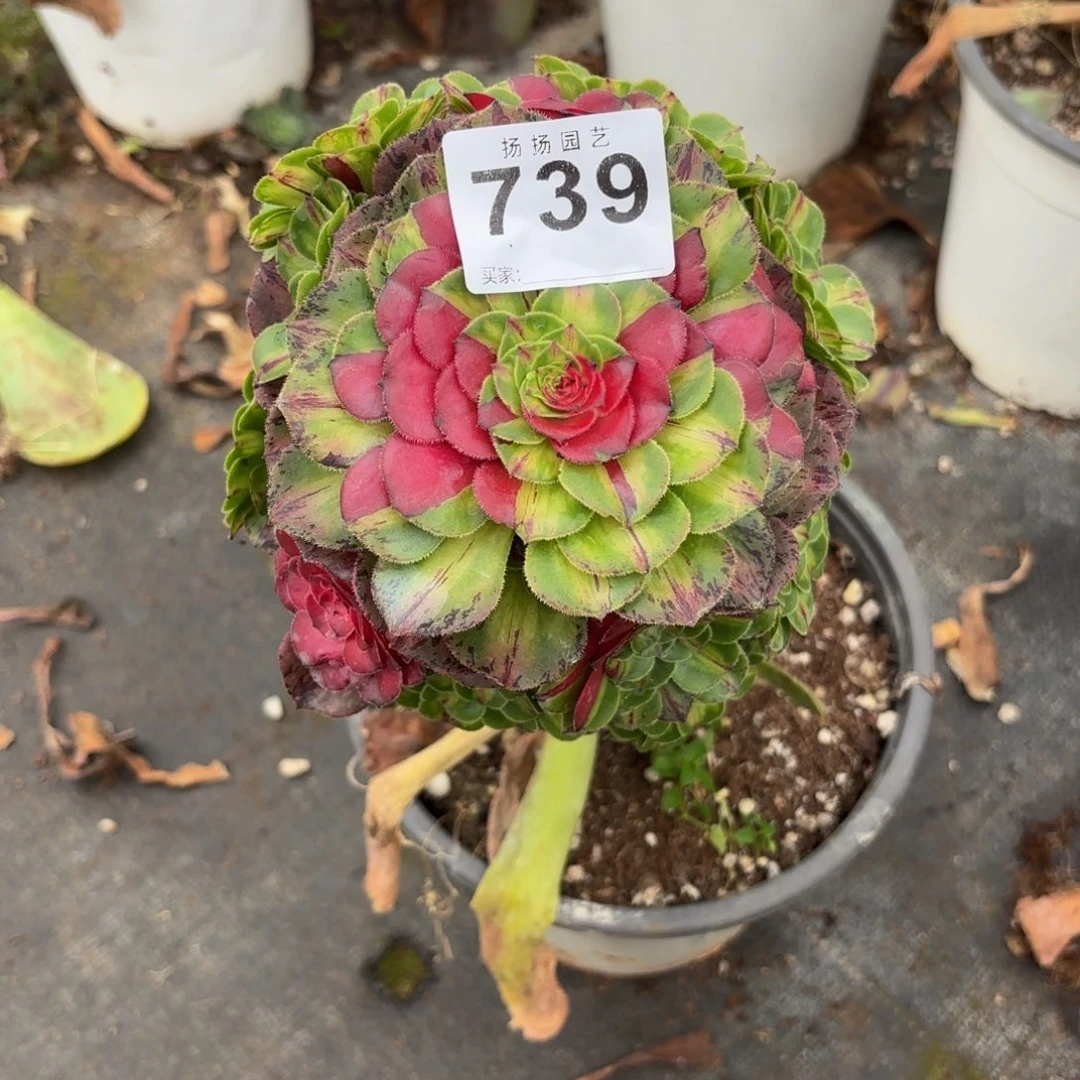 娅***娅无花朵739多肉法师  知否