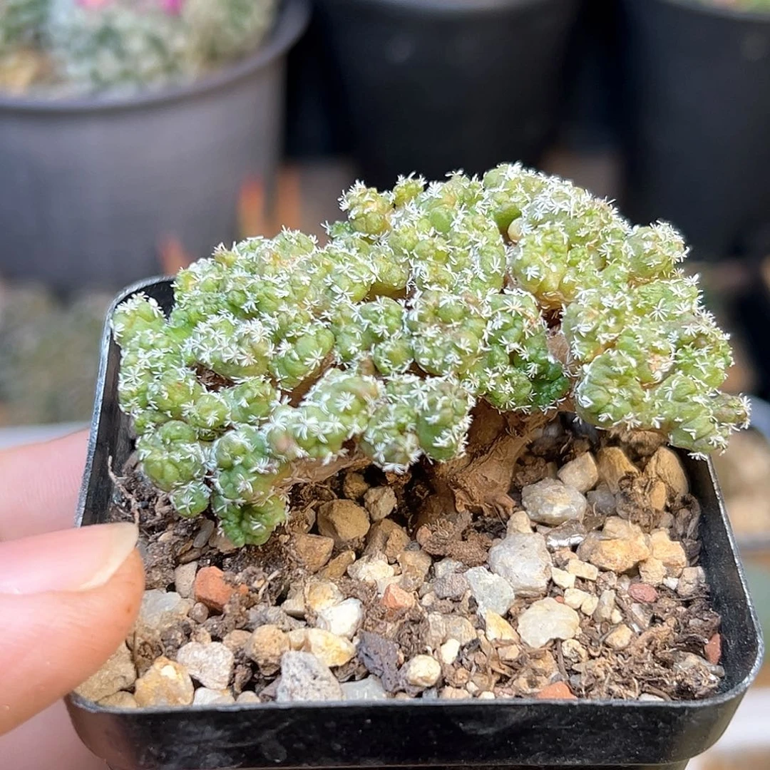 娇丽石化群，小萝卜根