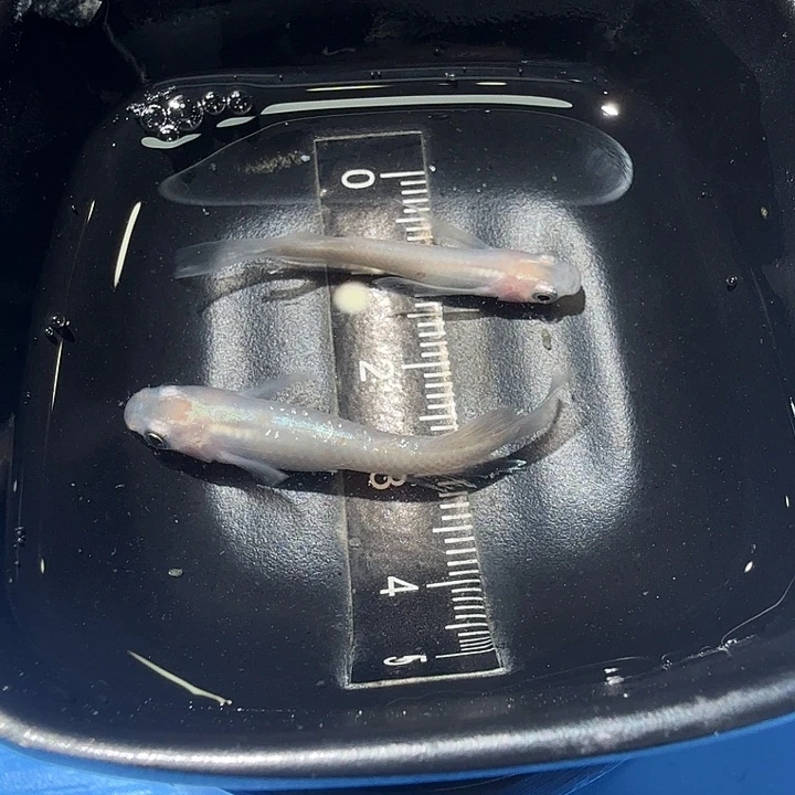 青鳉鱼44号拍品福利放