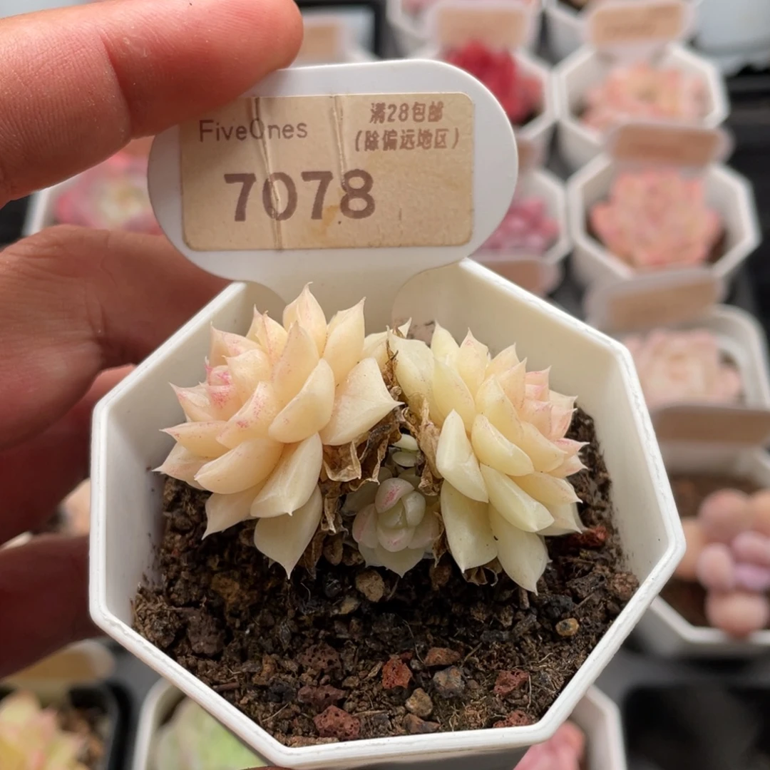 多肉白天鹅7078-5.5厘米