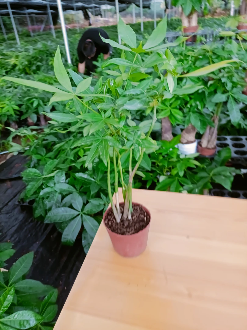 发财树（五福)发财树室内外水培土培绿植四季招财原生净化空气