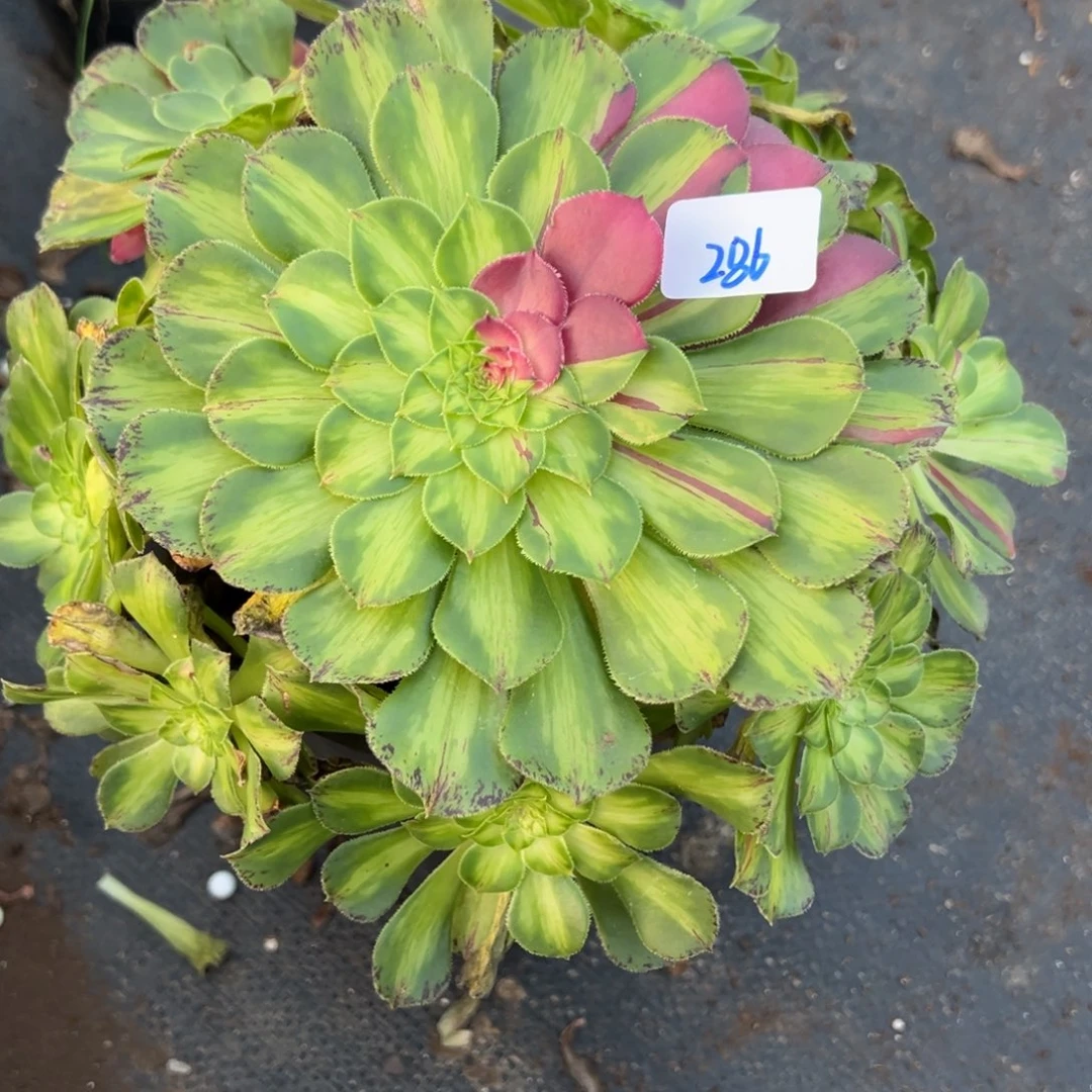 286知否多肉植物zi