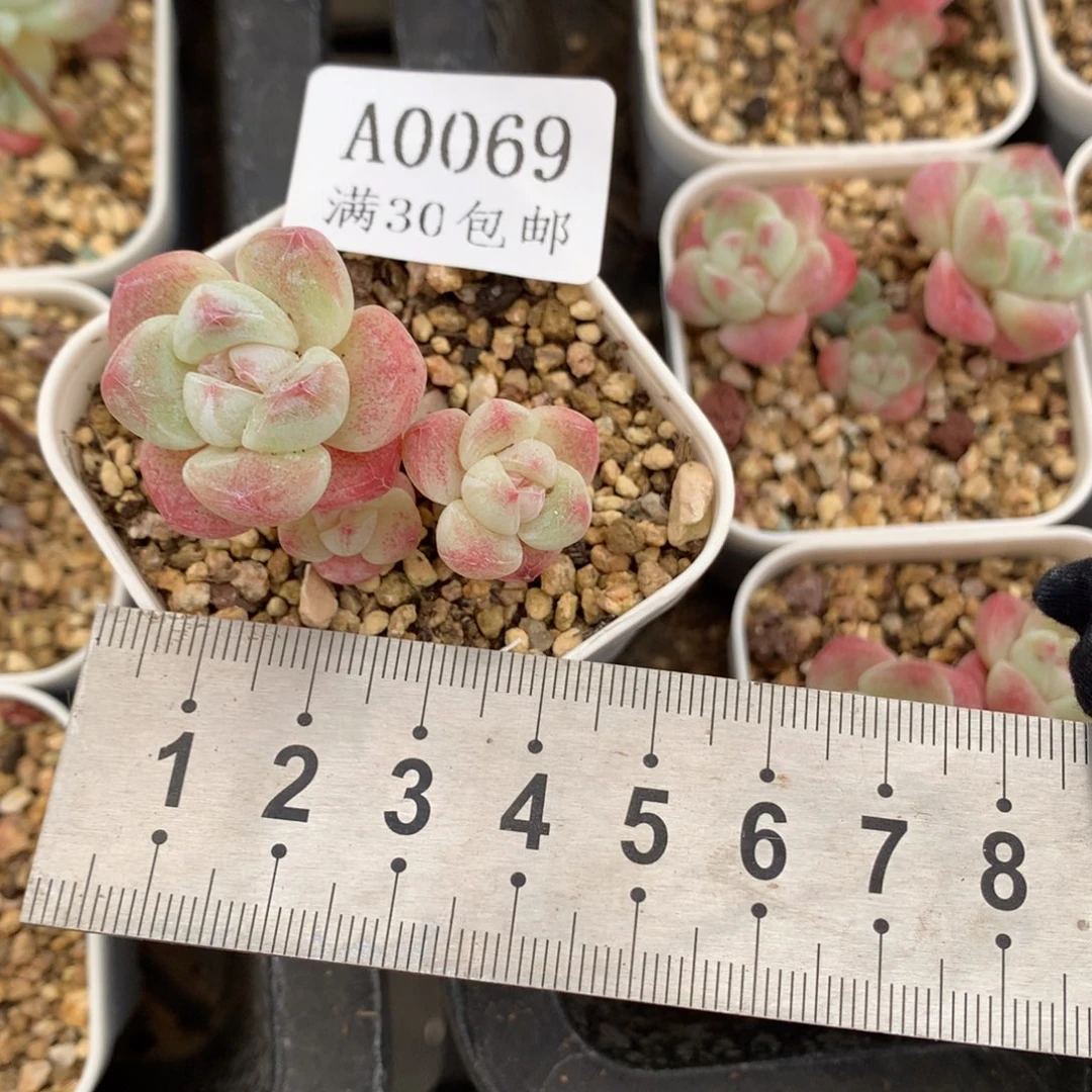 69四头小树冰雨冠服4