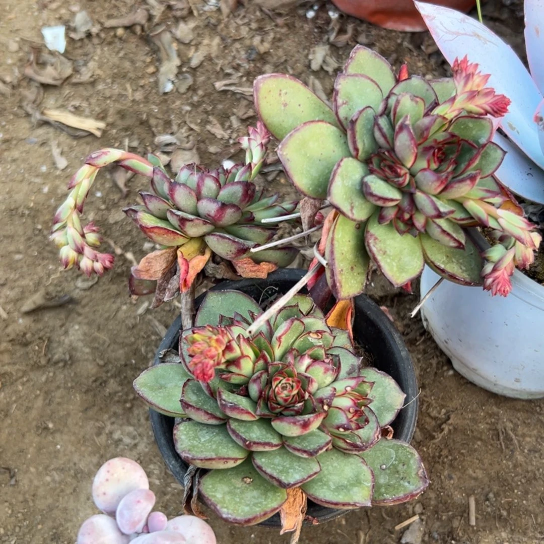 多肉植物红花女王