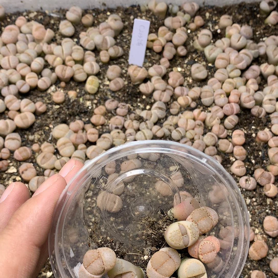 L****K38多肉植物保护
