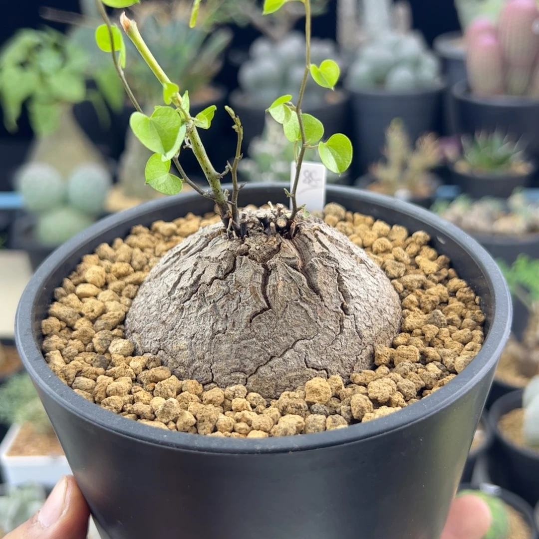 南非龟甲龙7.5一物一拍
