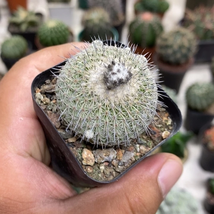 乌月丸特价福利特价3