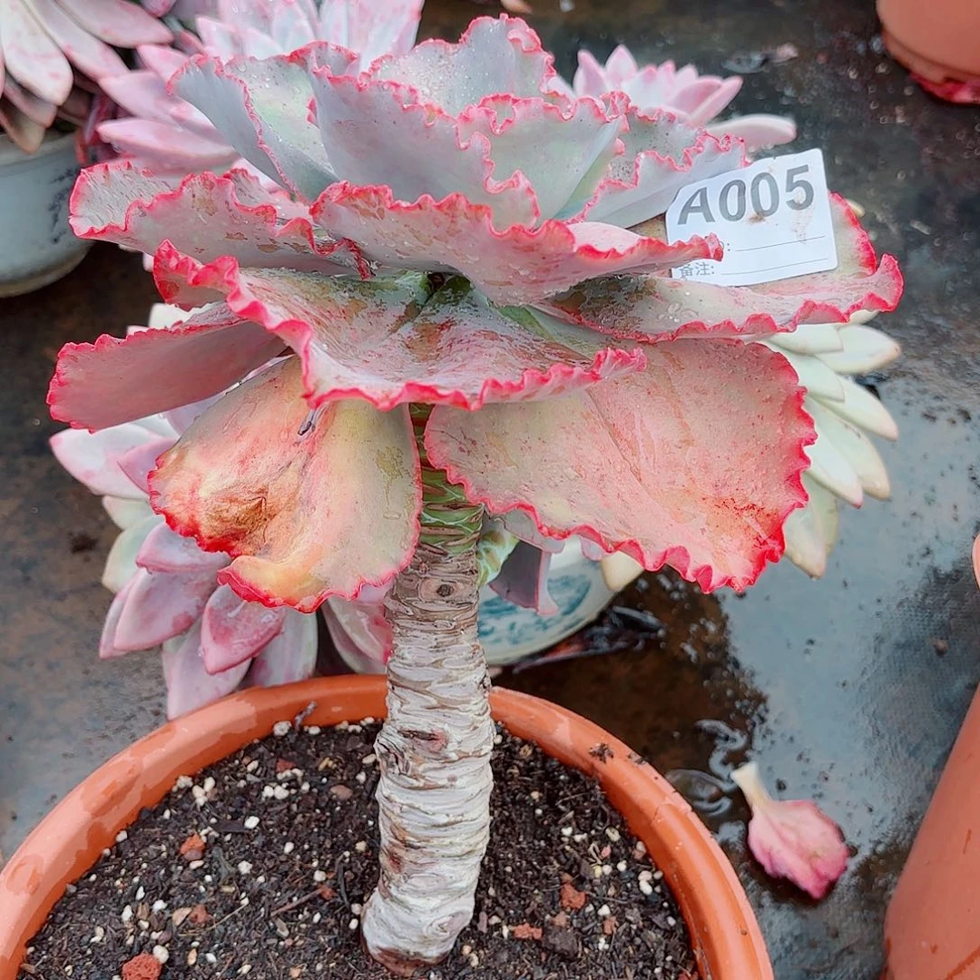 吉***）蓝色妖姬多肉植物005