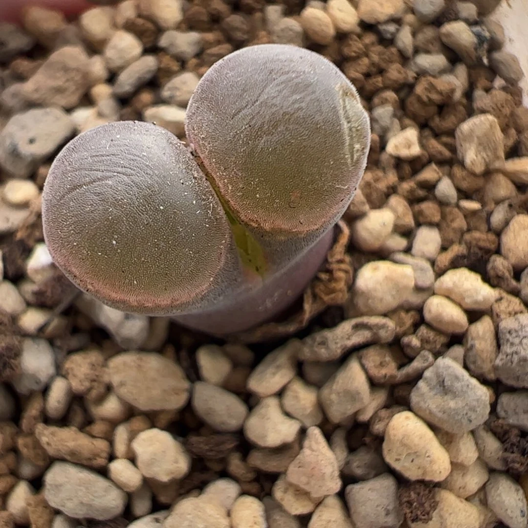 777 好看的多肉冲冲冲