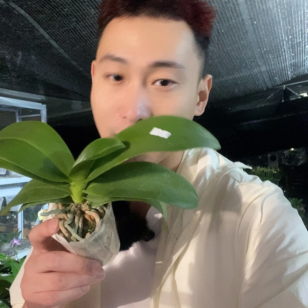 无花朵387蝴蝶兰