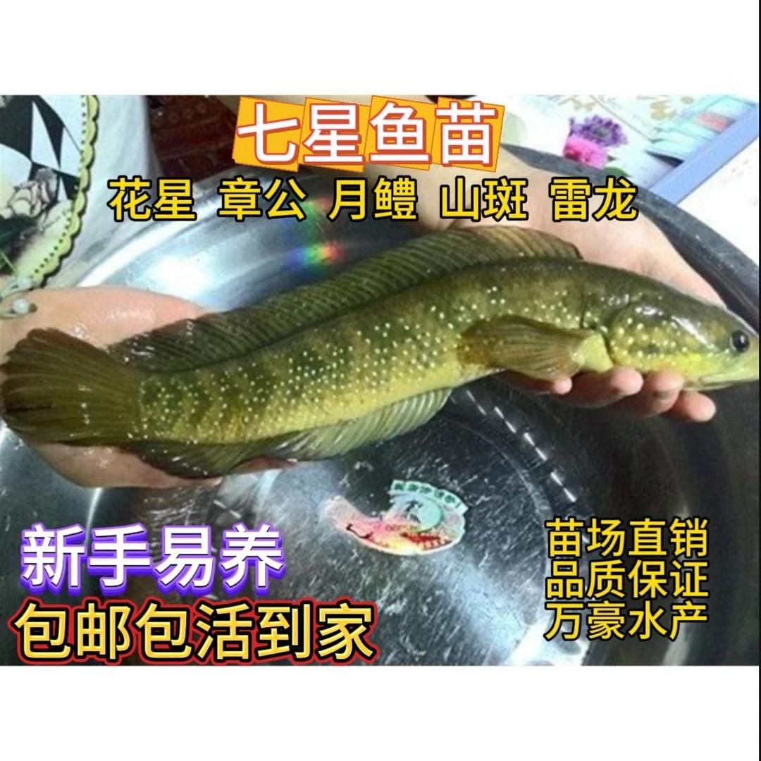 彩虹珍珠雷龙七星鱼红月雷龙鱼花星鱼易养耐冷凶猛活体淡水鱼包邮