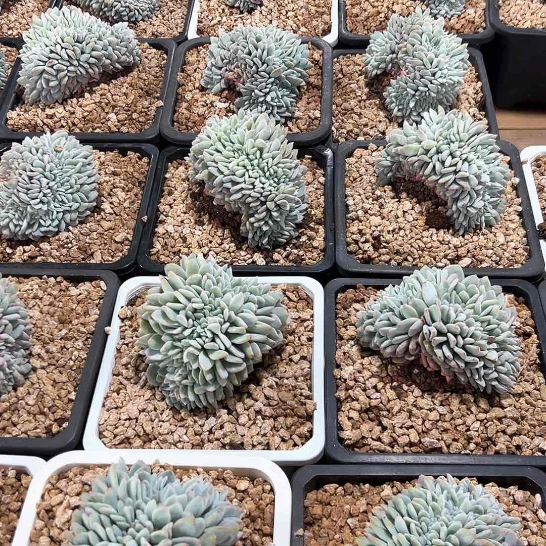 213-73橙子缀化多肉随机