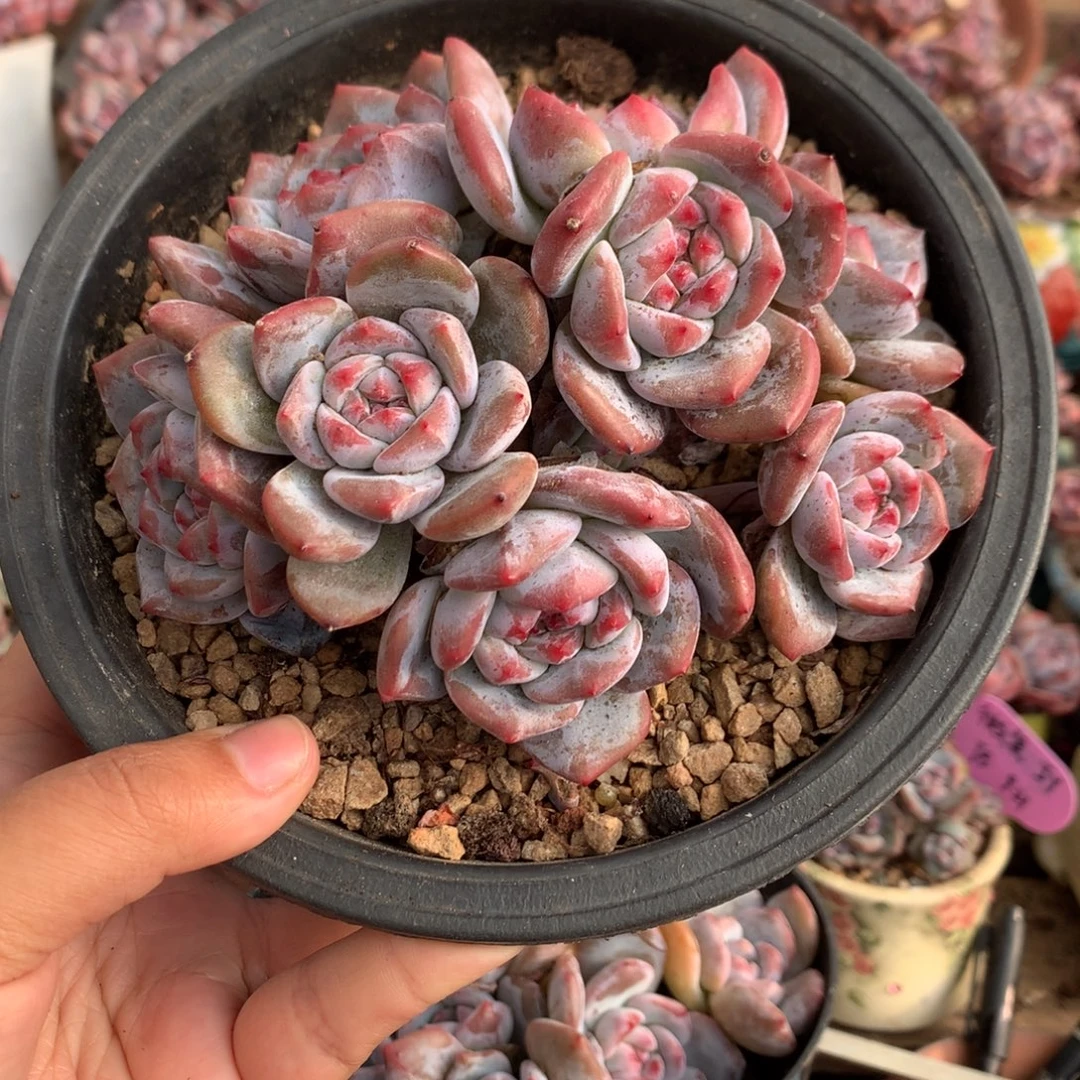 哈哈哈哈哈哈哈哈8