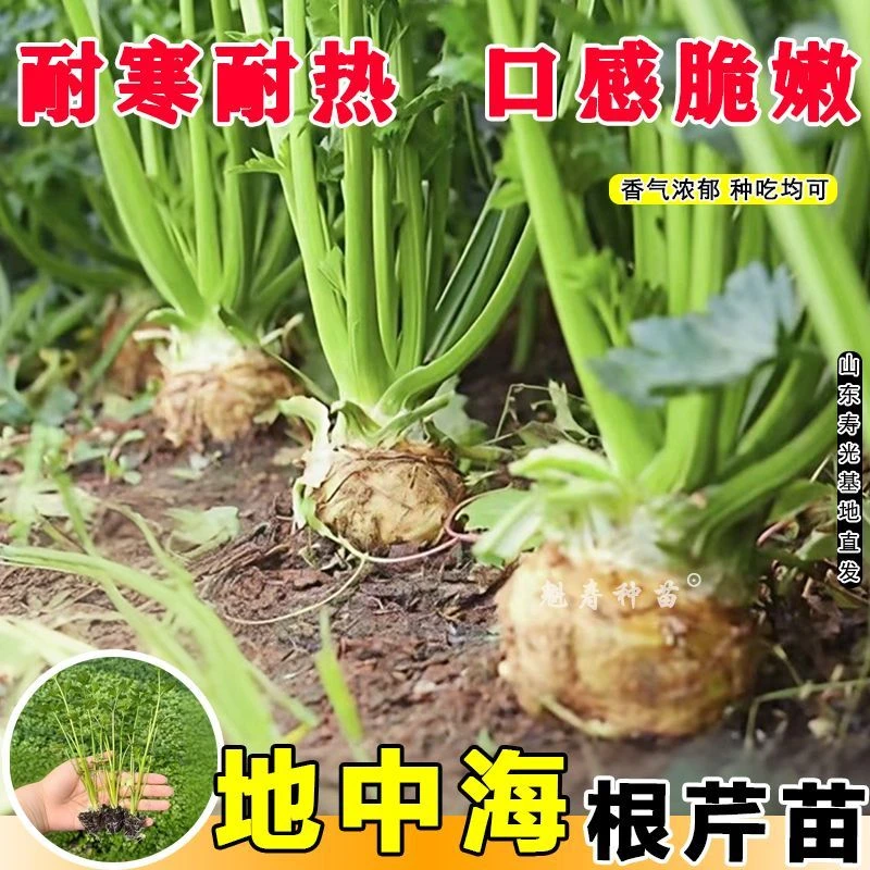 根芹苗种球根茎食用耐寒四季阳台盆栽洋芹种子易活蔬菜地中海寿光