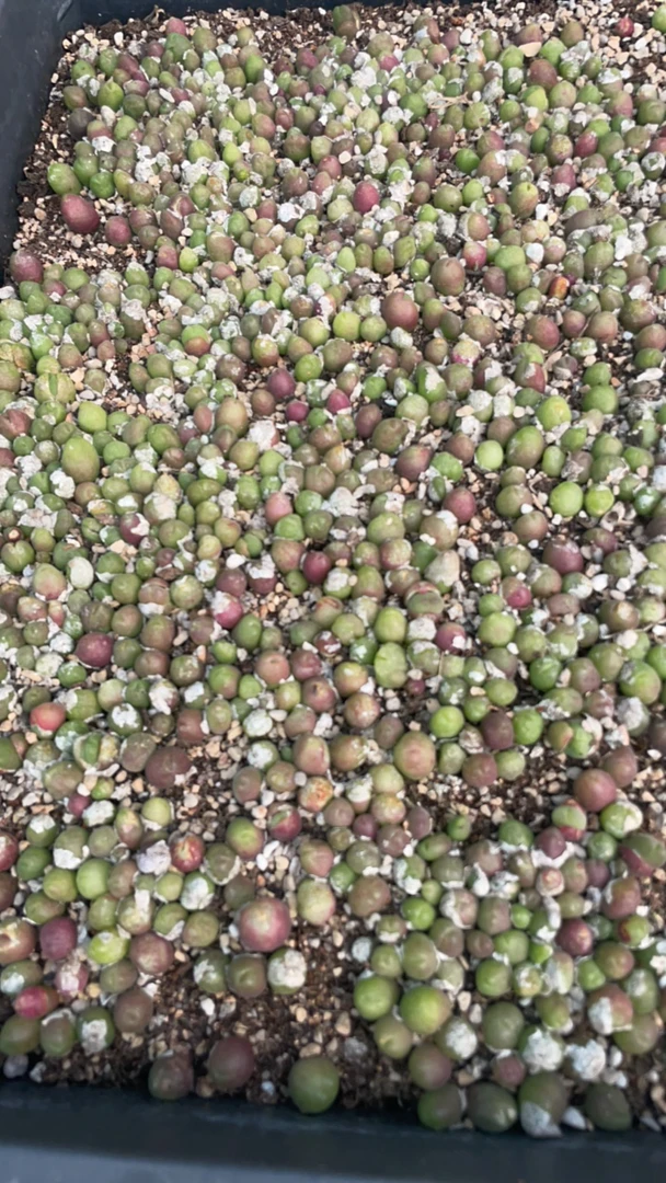 阳台多肉植物盆栽长毛翠滴10颗