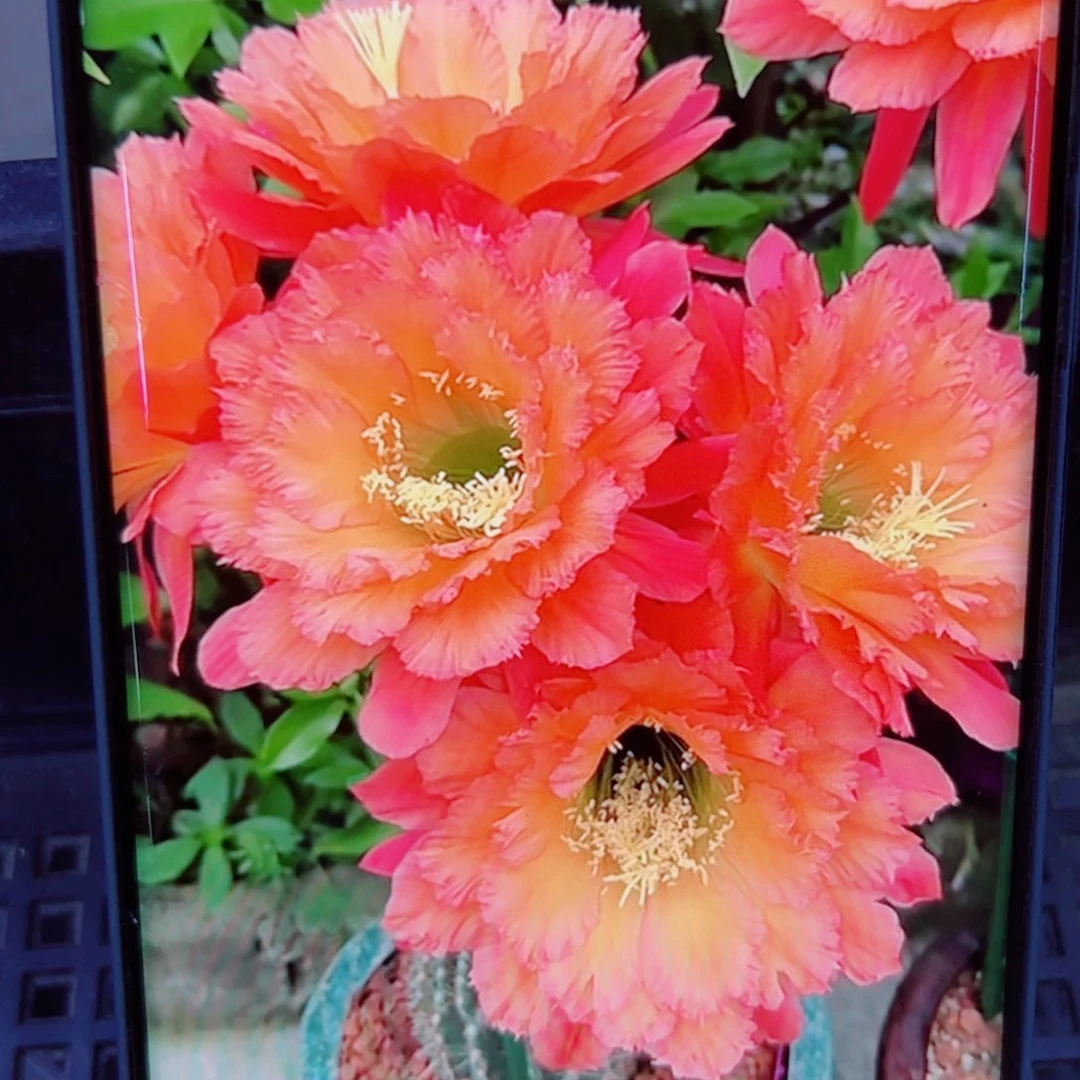 下26毛牛牛歪无根侧芽5公分左右20包邮