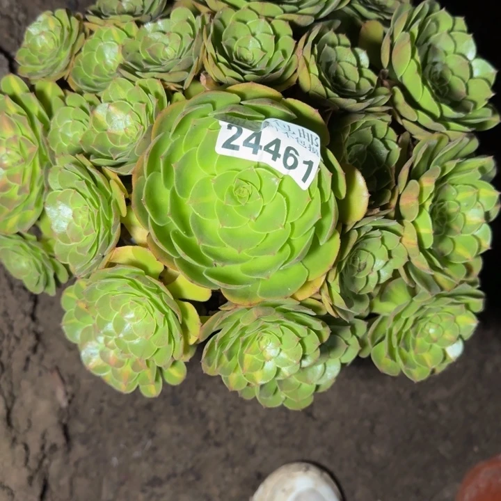 24461南抹茶多肉植物