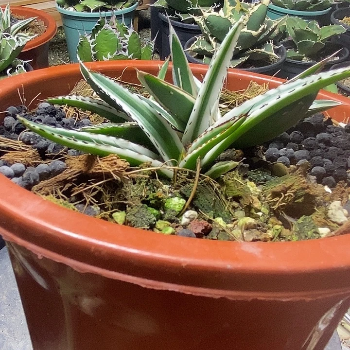 冰山侧芽。      一个