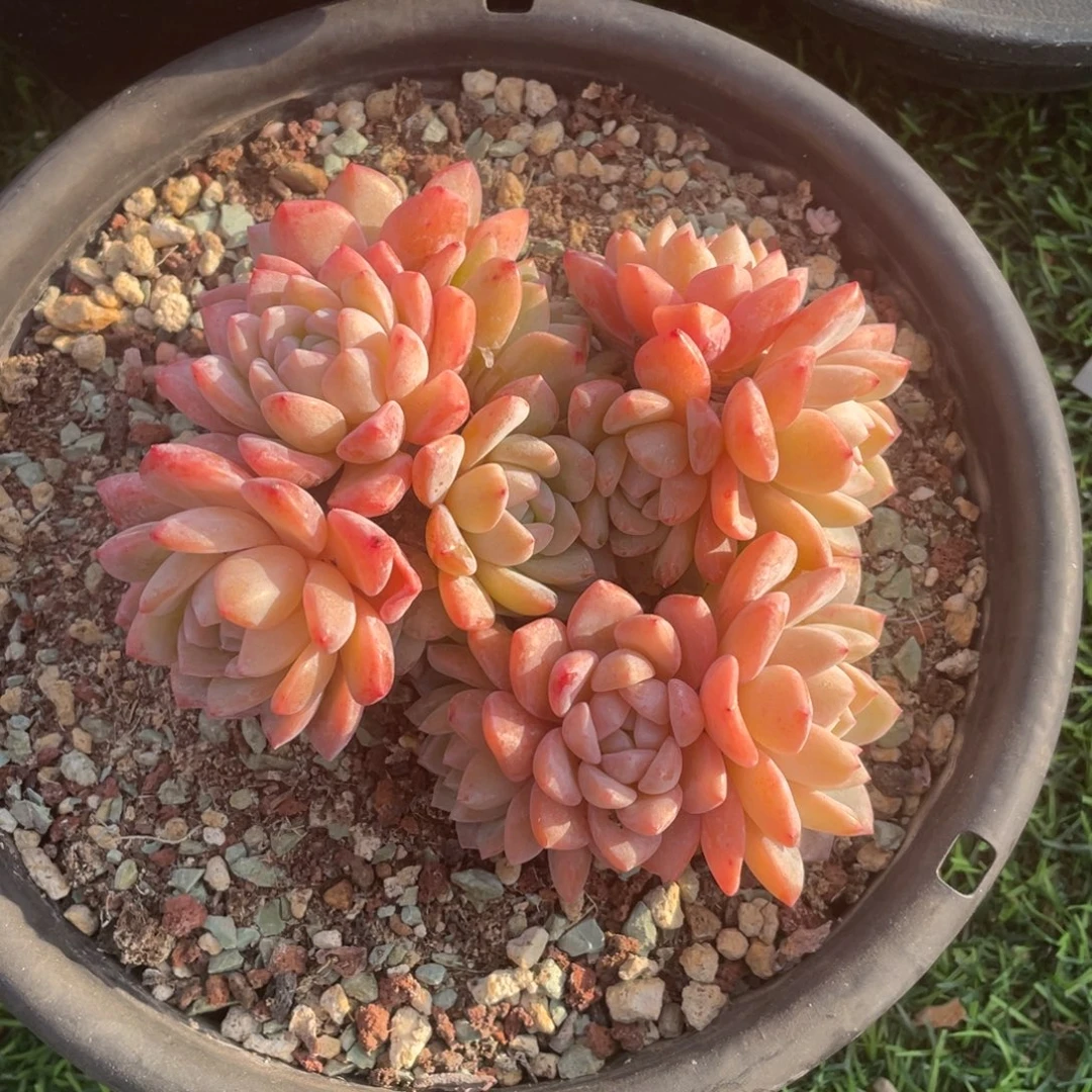 梦之雪冠幅13 公分一物一拍