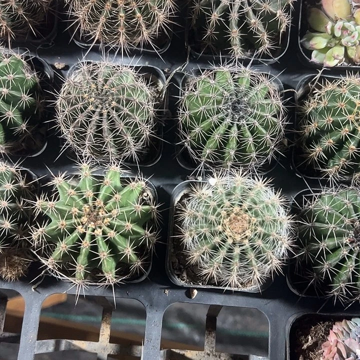 仙人球精品多肉植物