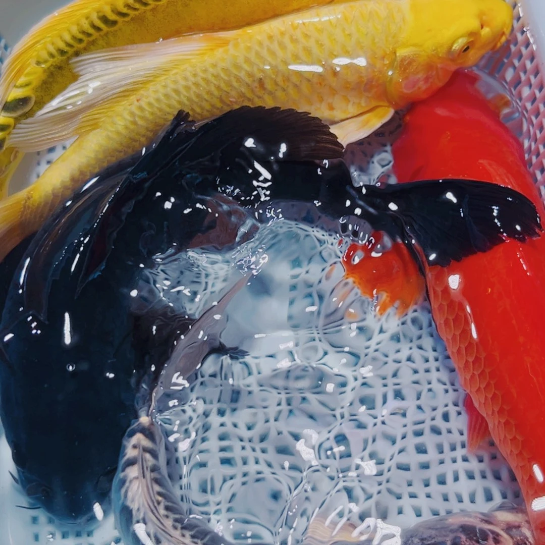 锦鲤锦鲤冷水观赏16-18 1金1蓝1黑1红1黄