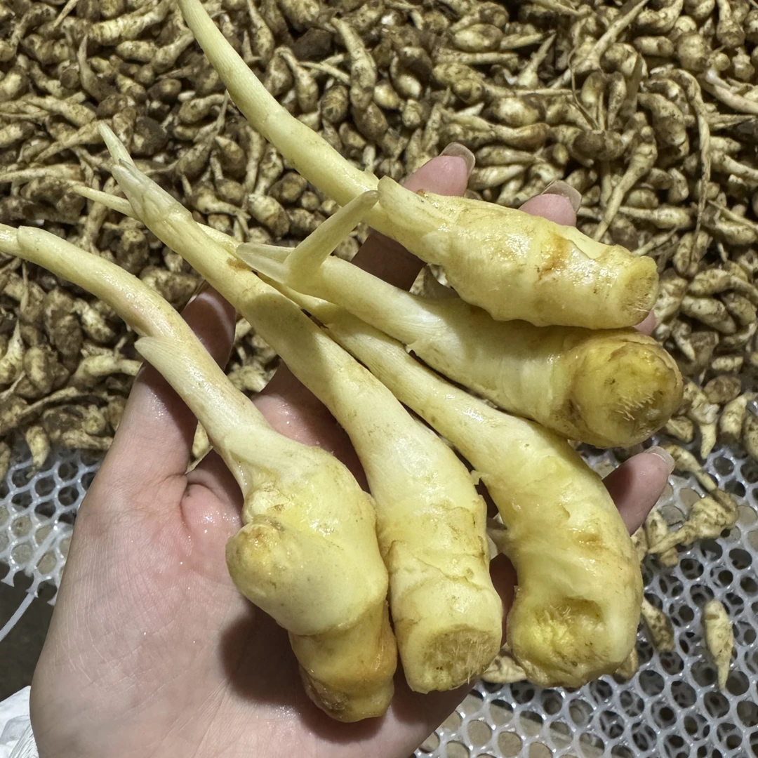 新鲜现挖山东嫩姜芽可腌制糖醋泡姜开胃小菜