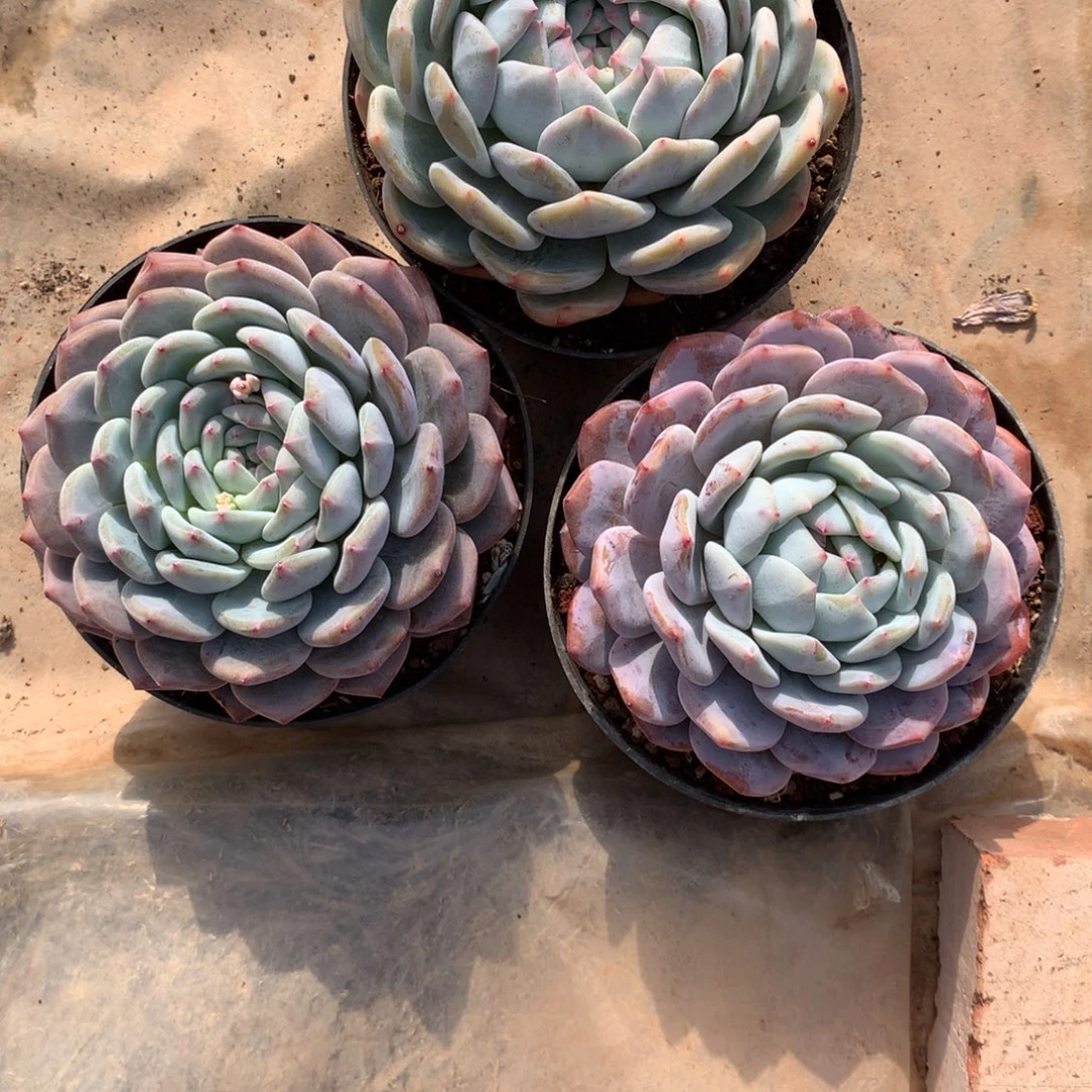 欣***欣橙杂单头多肉植物