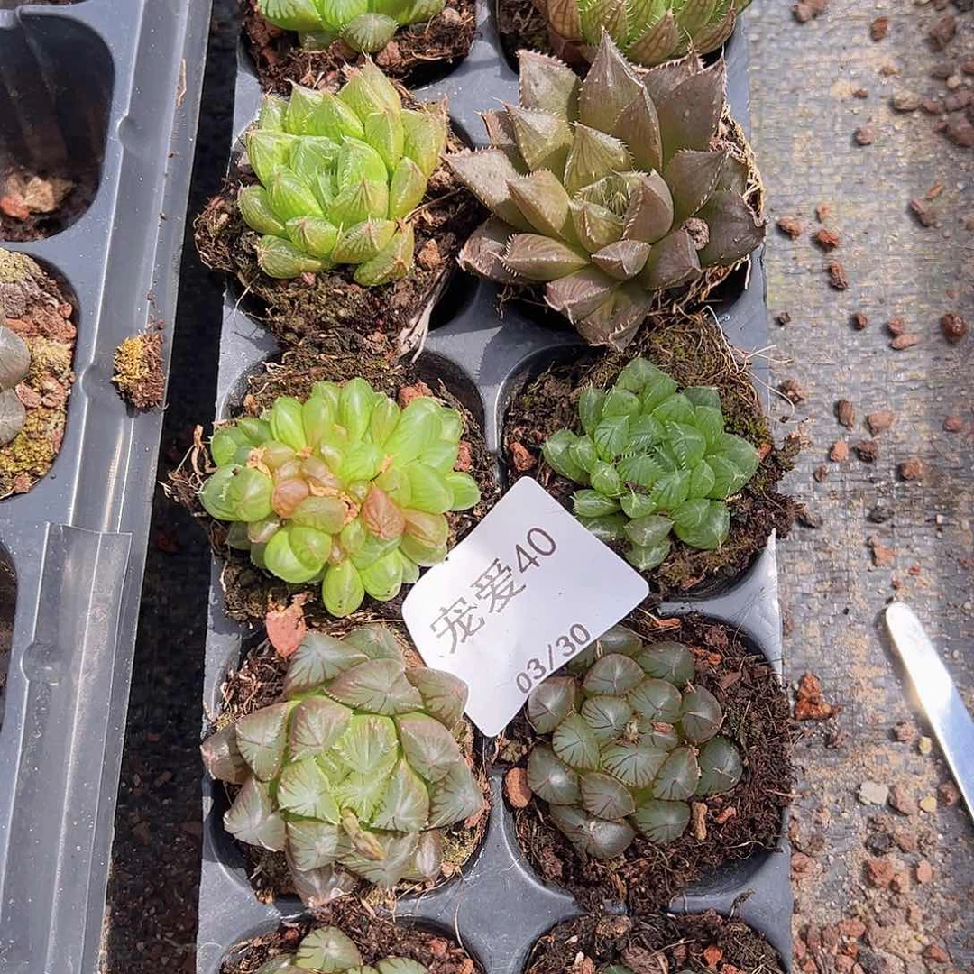 直播一物一拍2-40