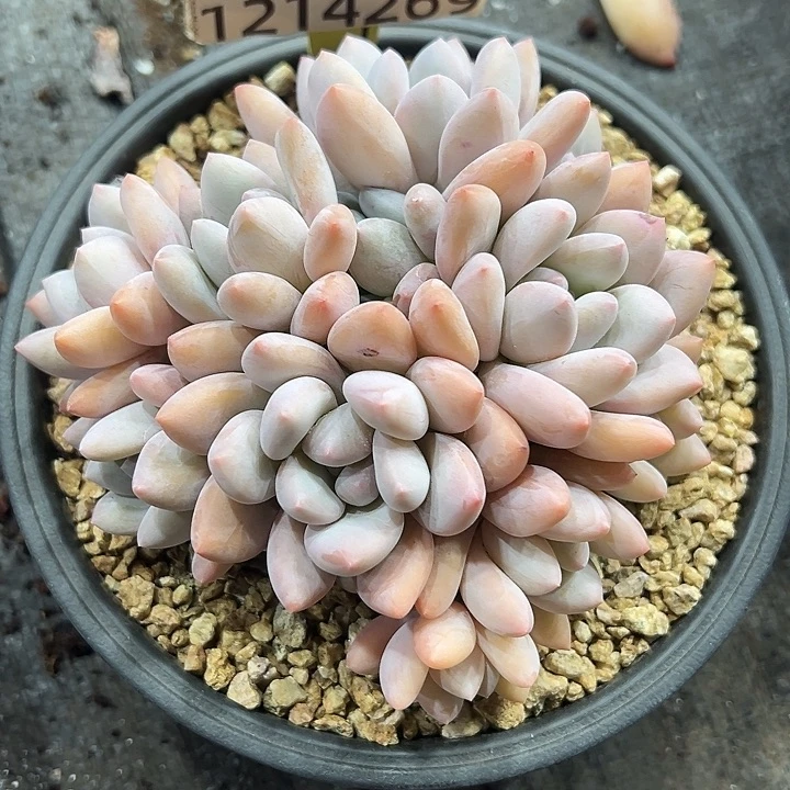 1214269 香水宝贝群生12头