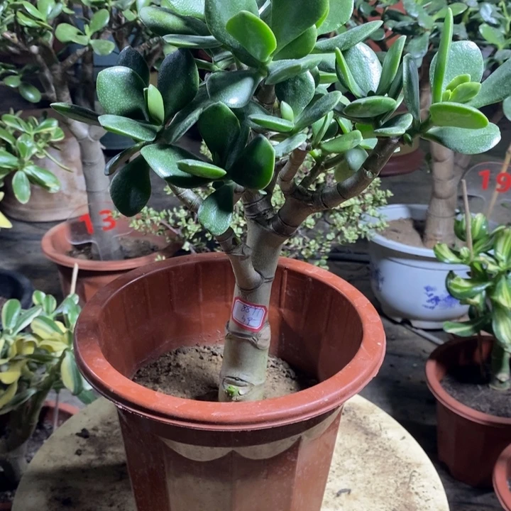 原始老青玉一物一拍