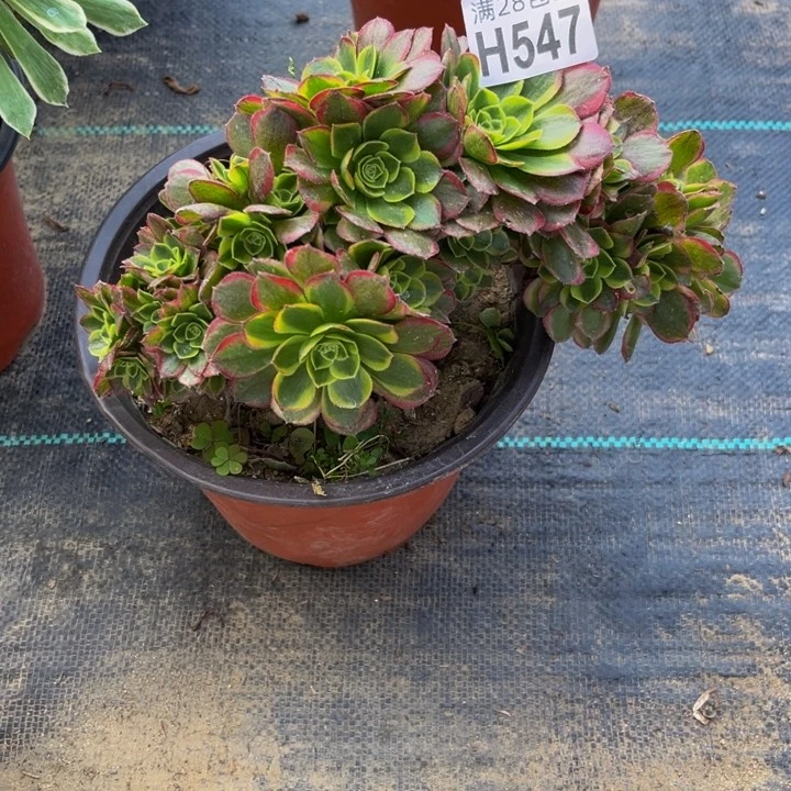 547多肉植物一物一拍
