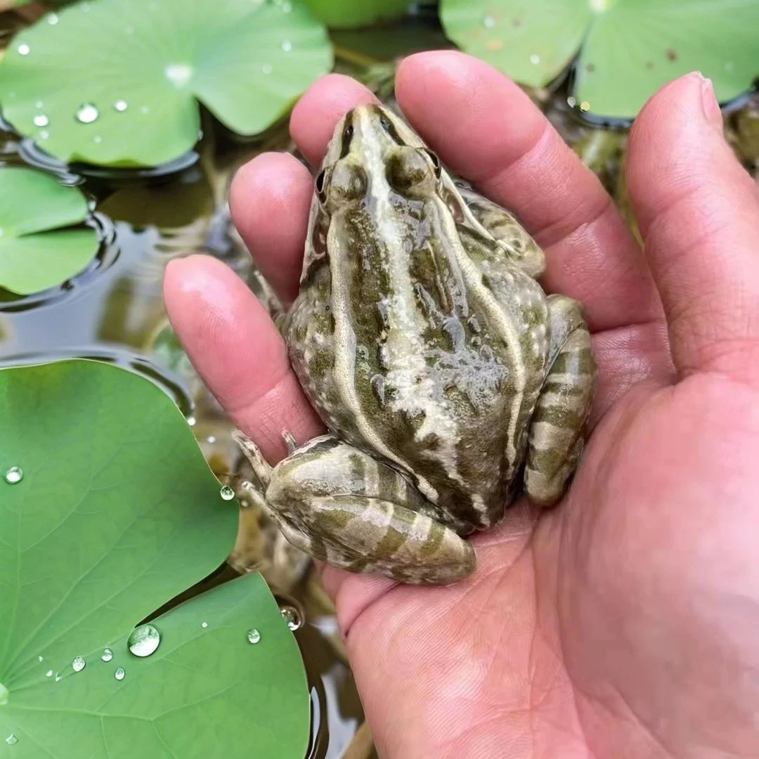鲜活青蛙活体黑斑蛙生态稻田蛙正宗田鸡农家现捕冷链包活包邮顺丰