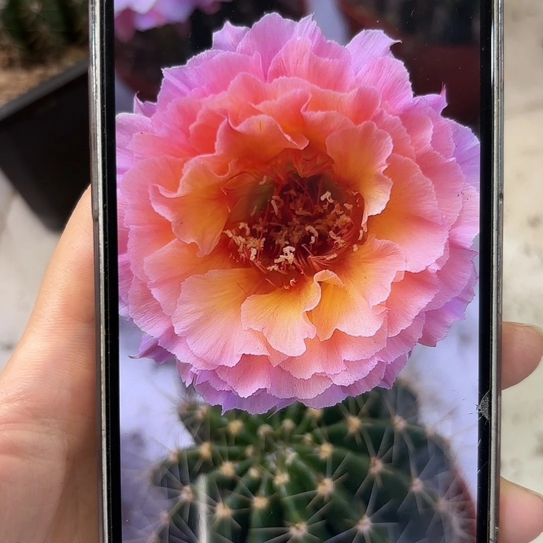 彩草青鸾火凤8公分左右