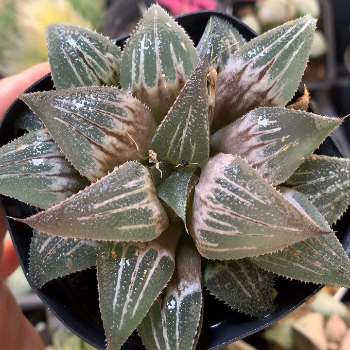 实生寿带盆土戳发货