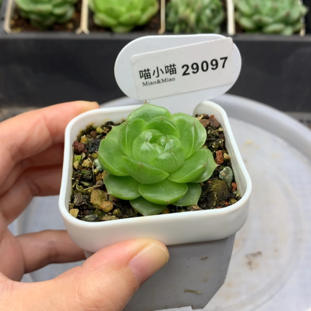麦秆珍妮多肉植物