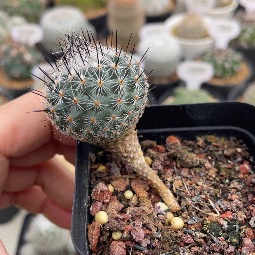 赤花美针玉       实生根