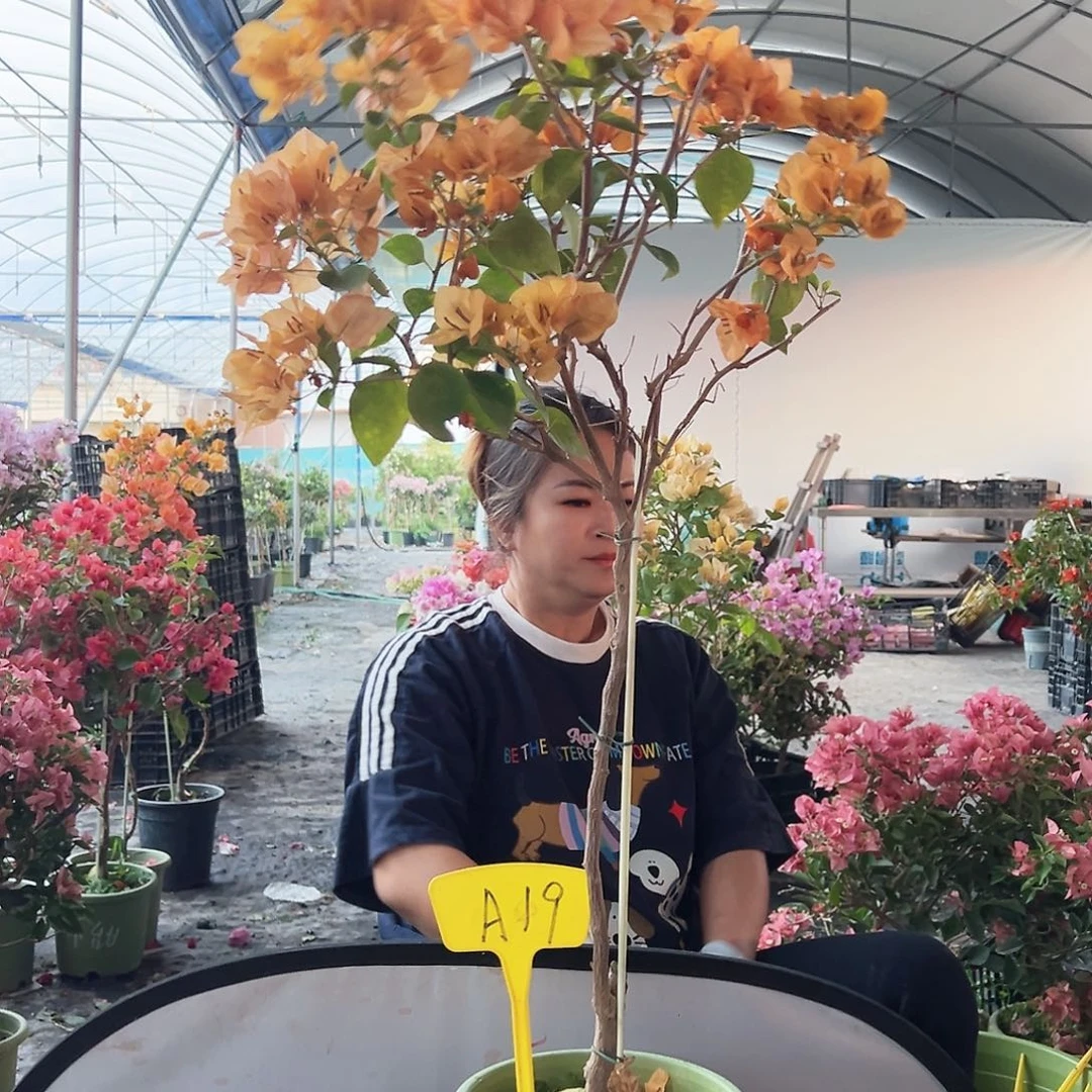 幸***满大部分花苞少量开放A19金色光辉