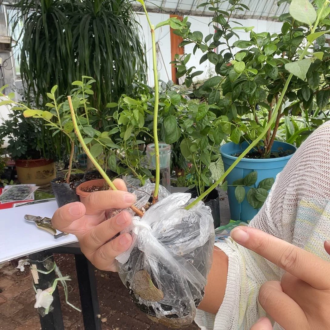 修剪过的33cy福利价格两颗