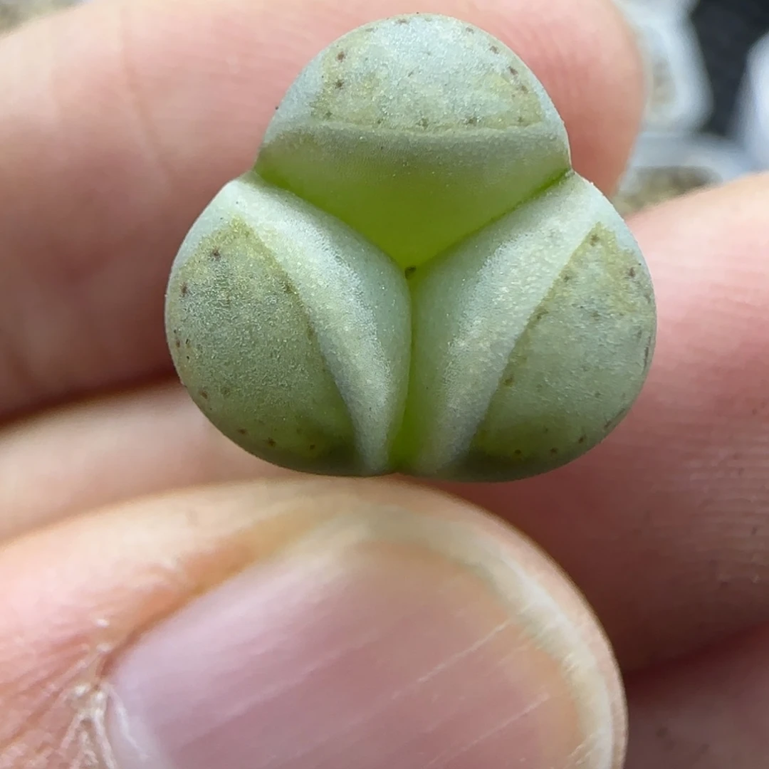 227黄绿饼干奔30包邮