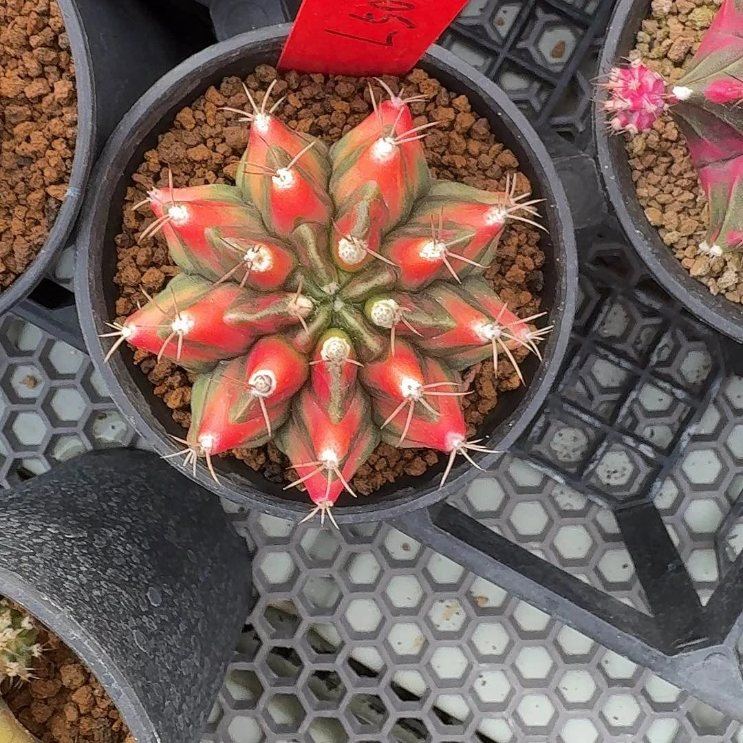 L501-1122广东发货 红龙