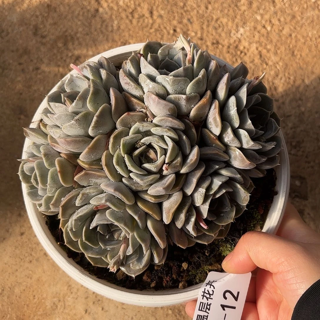 同温层多肉汉堡12