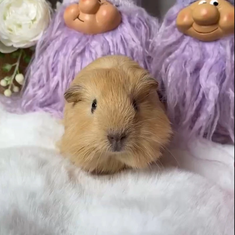 25681荷兰猪豚鼠活体宠物天竺鼠直播挑选黄加州咖妹妹（C08）